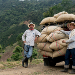 where is coffee grown in Latin America Coffee Terroir