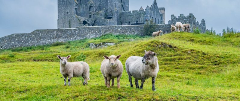 learn history irish language GAEILGE