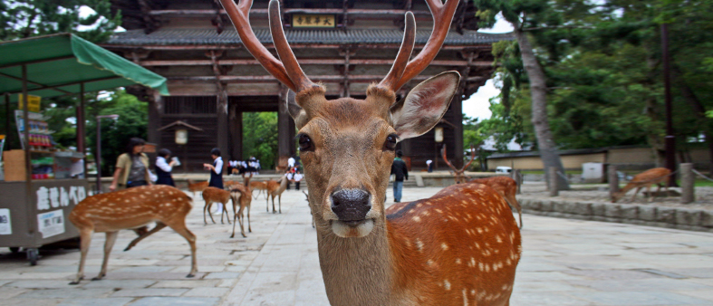 travel_japan